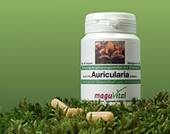 Heil und Vitalpilze aus dem Wolkenohrenpilz, Auricularia - Judasohr oder auch als chinesische Morchel bekannt angeboten von maguVital natürlich gesund leben aus Sulzbach und Deutschlandweit lieferbar Heil und Vitalpilze aus dem Wolkenohrenpilz, Auricularia - Judasohr oder auch als chinesische Morchel bekannt angeboten von maguVital natürlich gesund leben aus Sulzbach und Deutschlandweit lieferbar