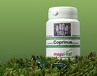 Heil und Vitalpilz mit dem Namen Coprinus - Schopftintling ein Speisepilz mit Spargel ähnlichem Geschmack angeboten von maguVital natürlich gesund leben aus Sulzbach und Deutschlandweit lieferbar Heil und Vitalpilz mit dem Namen Coprinus - Schopftintling ein Speisepilz mit Spargel ähnlichem Geschmack angeboten von maguVital natürlich gesund leben aus Sulzbach und Deutschlandweit lieferbar