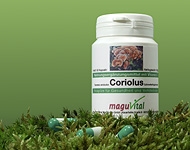 Hochwertige Extrakte gewonnen aus Coriolis dem sogenannten Schmetterlingsporling auf der ganzen Welt verbreitet aus dem Sortiment des MaguVital Oberpfälzer Waldfrüchte GmbH aus Sulzbach-Rosenberg auch Deutschlandweit geliefert