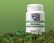 Der Maitake Pilz auch bekannt als Klapperschwamm wächst in den deutschen Wäldern, den heilenden und vitalisierenden Pilz aus dem Sortiment der MaguVital Oberpfälzer Waldfrüchte GmbH aus Sulzbach-Rosenberg, der deutschlandweit geliefert wird