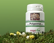 Der Polyporus, auch bekannt als Eichhase, ist ein Arzneimittel des frommen Bauern und wird deutschlandweit aus dem Sortiment als Nahrungsergänzungsmittel der MaguVital Oberpfälzer Waldfrüchte GmbH aus Sulzbach-Rosenberg geliefert
