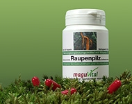 Hochwertige Extrakte gewonnen aus Cordyceps den sogenannten Raupenpilz aus dem Sortiment des MaguVital Oberpfälzer Waldfrüchte GmbH aus Sulzbach-Rosenberg wird Deutschlandweit geliefert