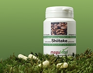 Der Shiitake-Pilz, auch Lentinula Edodes genannt, bietet als hochwertiges Extrakt aus natürlichen Essenzen lebensnotwendige Vitamine der B-Gruppe und ist deutschlandweit im Sortiment der MaguVital Oberpfälzer Waldfrüchte GmbH aus Sulzbach-Rosenberg e